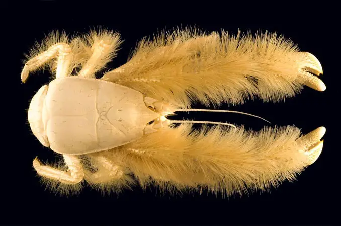 Yeti Crab - 10 Weirdest Sea Creatures Ever Found