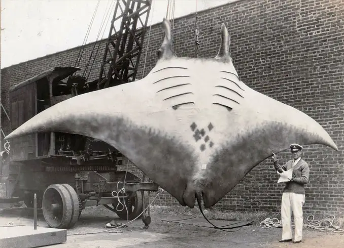 A photo of a giant manta ray - 10 Rare Photos From History