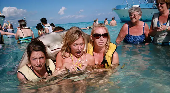 a photo of a photobombing stingray - 10 Animal Photos Taken At Just The Right Time