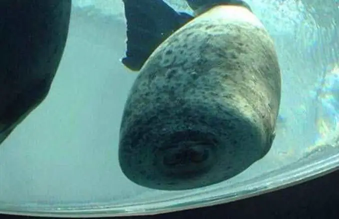 A seal squashed against the side of the tank - 20 Funny Animal Photos You Have To See