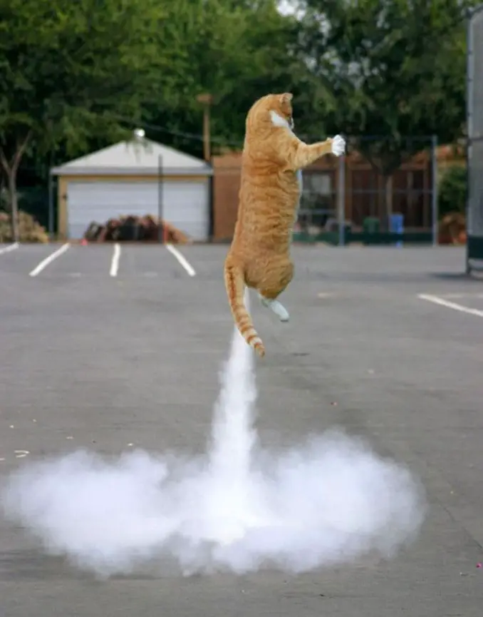 A photo of a rocket cat - 10 Animal Photos Taken At Just The Right Time