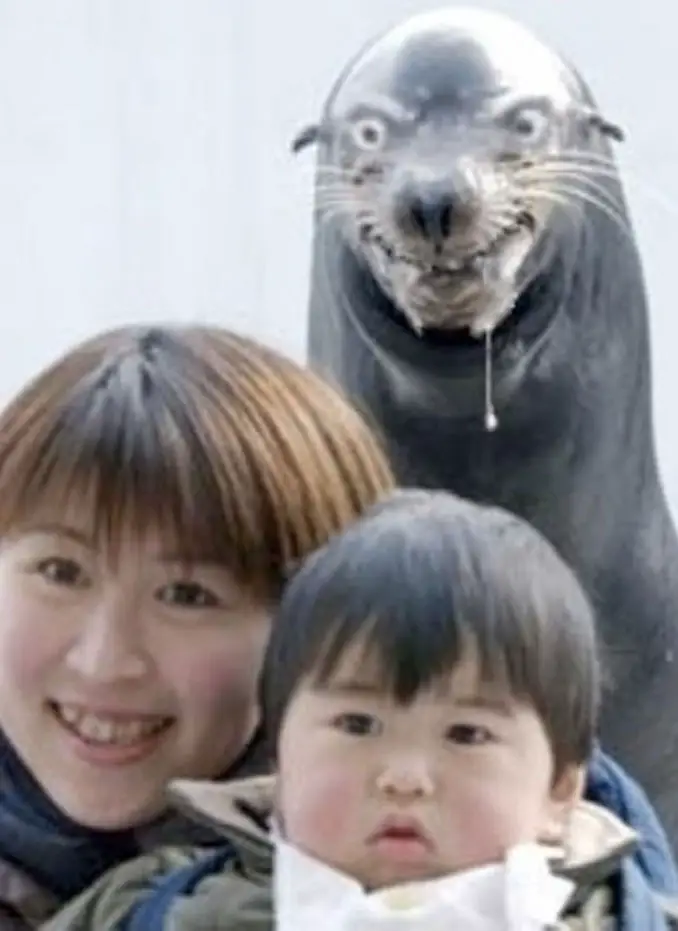 An angry seal photobomb - 20 WTF Photos You Just Have To See