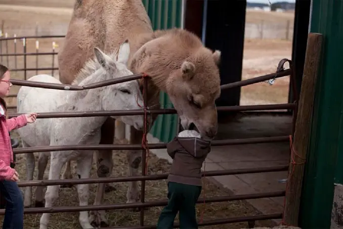A camel biting a child - 20 WTF Photos You Just Have To See