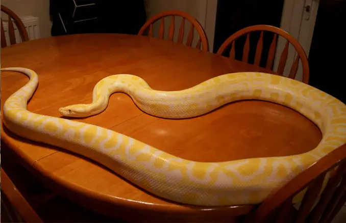 Gypsy the pet albino python - 10 Pets That Killed Their Owners