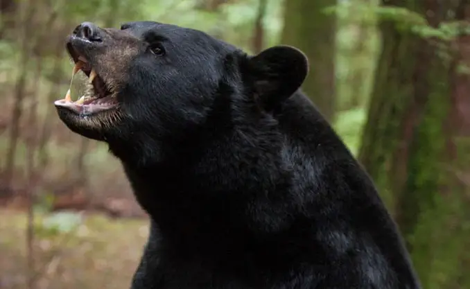 Pet black bear - 10 Pets That Killed Their Owners