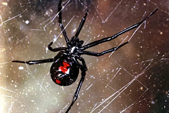 Bettina the pet black widow spider - 10 Pets That Killed Their Owners