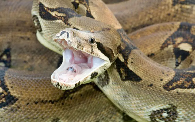 Pet boa constrictor - 10 Pets That Killed Their Owners