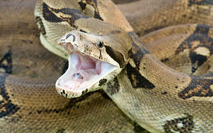 boa constrictor pet national geographic