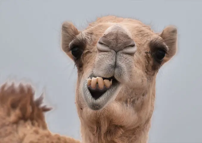 Pet Camel - 10 Pets That Killed Their Owners