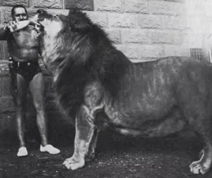 Simba the pet lion - 10 Pets That Killed Their Owners