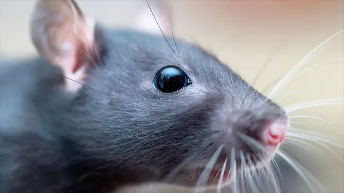 Alex the pet rat - 10 Pets That Killed Their Owners