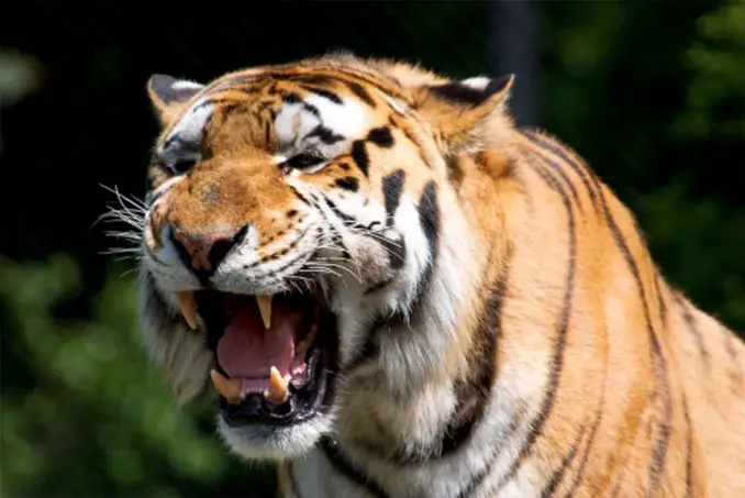 Pet Bengal tiger - 10 Pets That Killed Their Owners