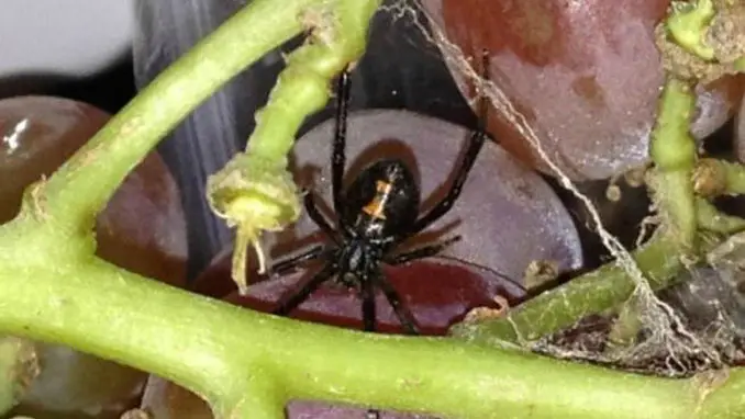 Black widow spider in a bag of grapes - Most Disgusting Things Ever Found In Food