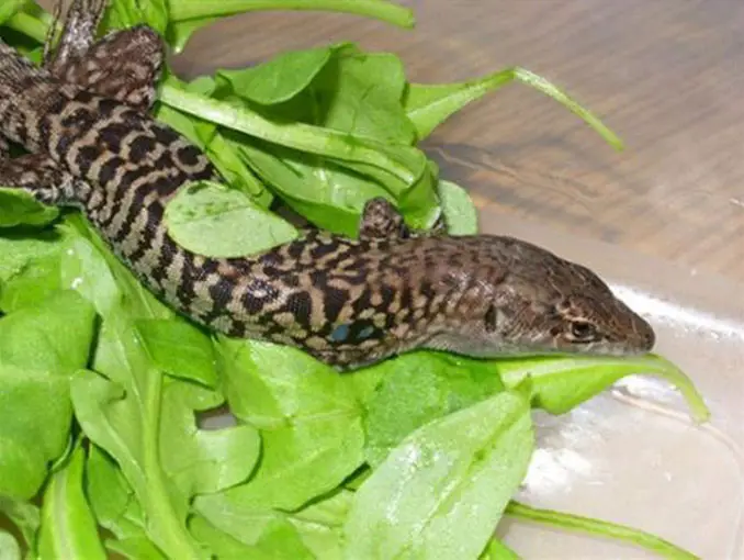 Live lizard found in a bag of salad - Most Disgusting Things Ever Found In Food