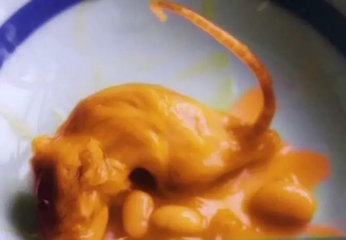 Rat found in can of baked beans - Most Disgusting Things Ever Found In Food