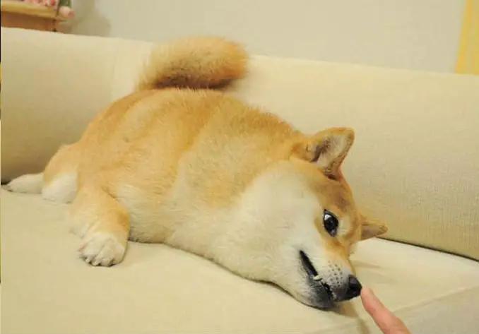 Kabosu the dog - 10 REAL People Behind Popular Internet Memes