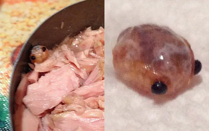 Tongue eating louse found in a can of tuna - Most Disgusting Things Ever Found In Food
