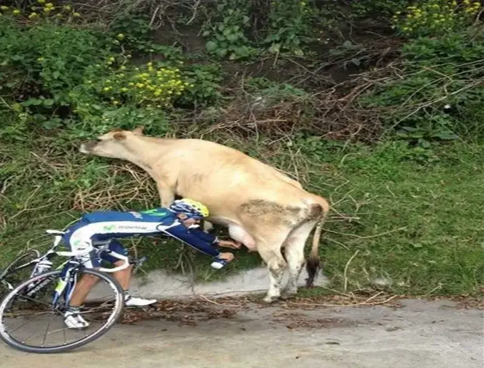 A man on a bike milking a cow - 20 Funny Animal Photos You Have To See
