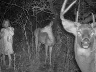 Creepy trail cam photos you have to see!