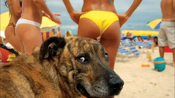 A smiling dog with women in bikinis - 20 Funny Animal Photos You Have To See