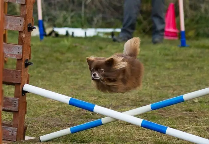 A dog jumping a hurdle that looks like it has no legs - 20 Funny Animal Photos You Have To See