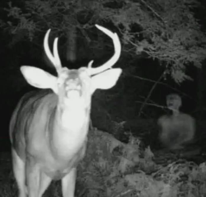 Creepy trail cam photos