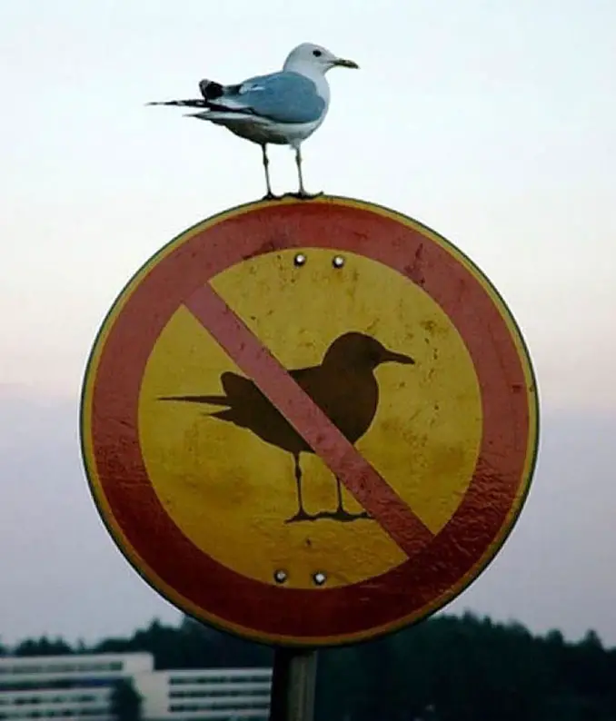 A seagull perched on a NO SEAGULL sign - 20 Funny Animal Photos You Have To See