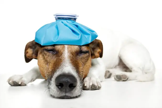 A dog in pain with an ice pack on its head.