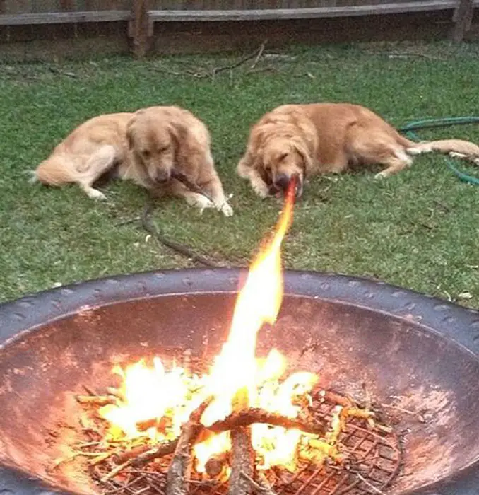 A photo of a dog that looks like it is breathing fire.