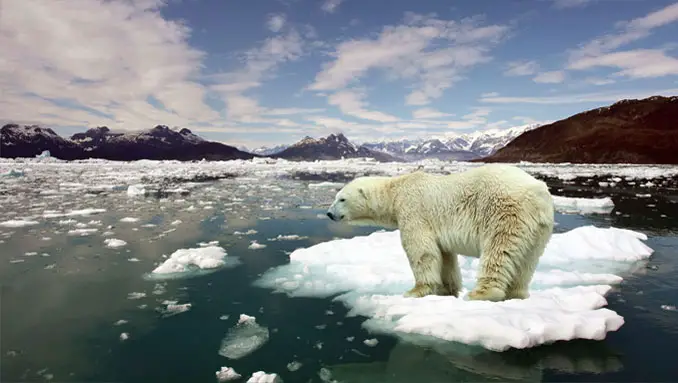 A polar bear standing on an iceberg.