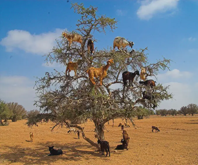 Goats climbing in a tree.