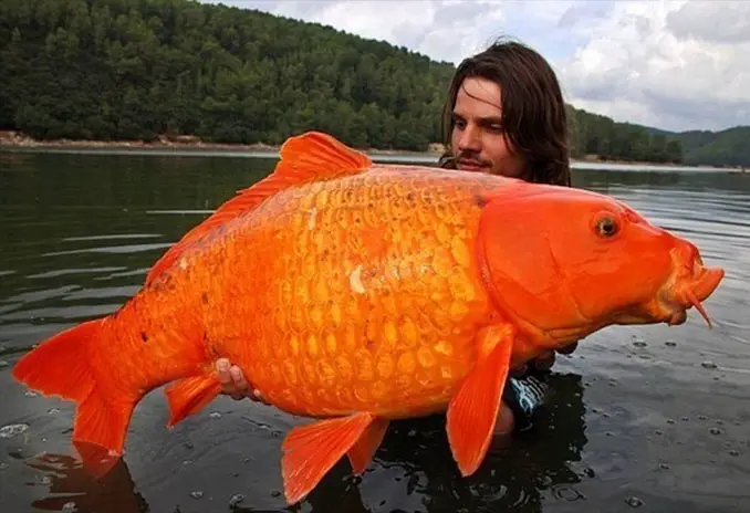 The World's biggest goldfish.
