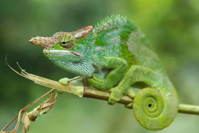 A green chameleon on a tree branch.