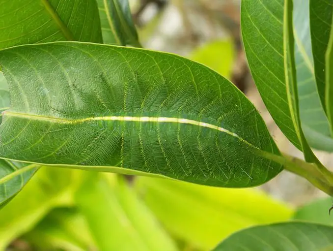 The common baron caterpillar on a green leaf.