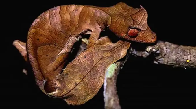 The fantastic leaf-tail gecko on a tree branch.