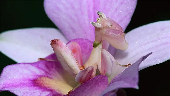 The orchid mantis on an orchid.
