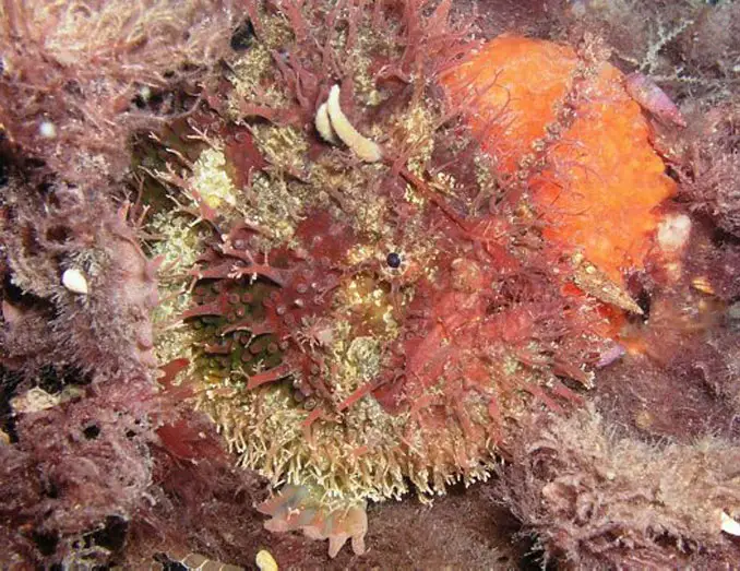 A tasseled anglerfish amongst sea vegetation.
