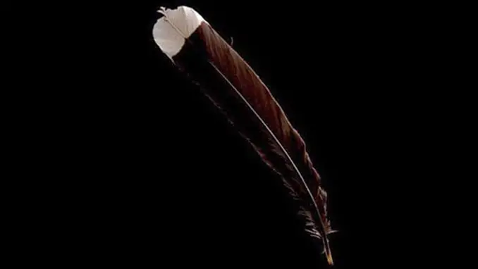This feather from the extinct huia bird is the world's most expensive feather.
