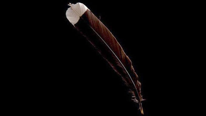 This feather from the extinct huia bird is the world's most expensive feather.