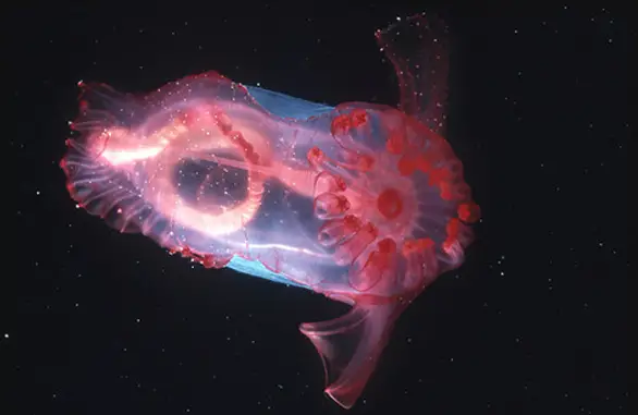 Enypniastes are a strange sea animal.
