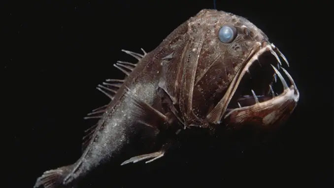 The fang tooth fish is a strange sea creature.