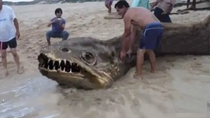 A mysterious photo of a sea serpent that washed ashore in the Philippines. 