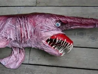 The goblin shark is a really weird sea animal
