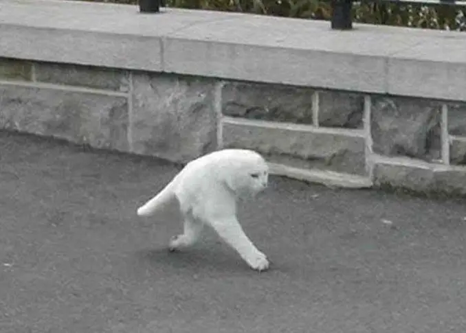 A strange white cat with two legs seen on Google Street View.