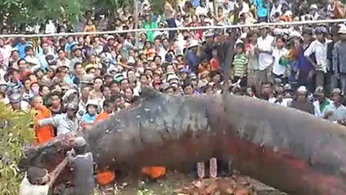 A mysterious photo of a large worm-like creature discovered in Cambodia.