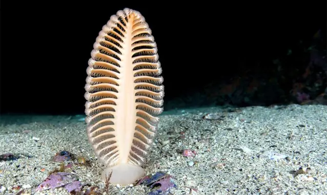 Sea Pens are a strange sea animal