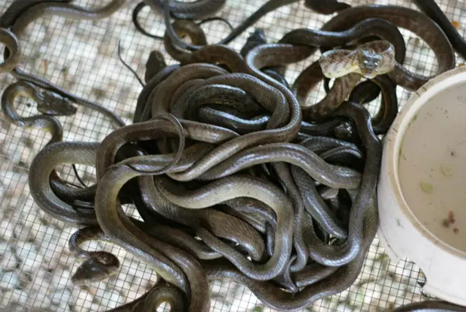 Den on venomous snakes found