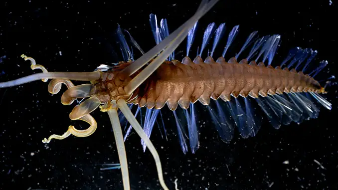 The suidworm is a really strange sea animal.