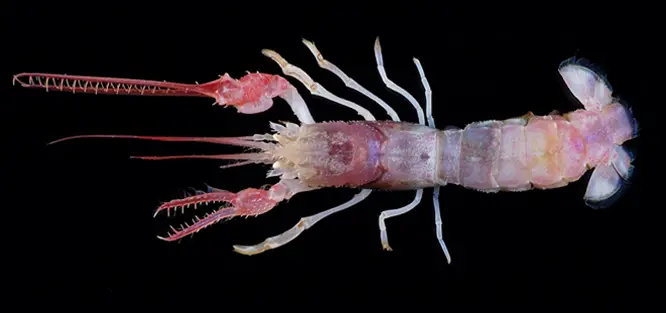 The terrible claw lobster is one of the strangest sea animals on the planet.