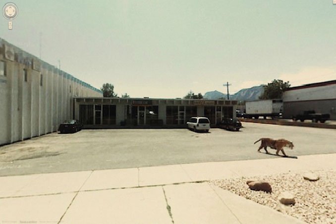 A tiger in a carpark seen on Google Street View.